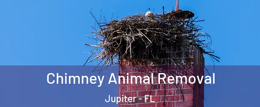 Chimney Animal Removal Jupiter - FL