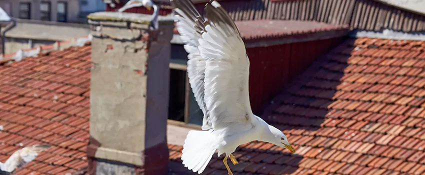 Residential Chimney Animal Removal Solution in Jupiter, FL